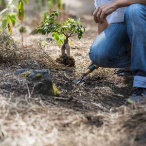 Baumpflanzungsprojekt